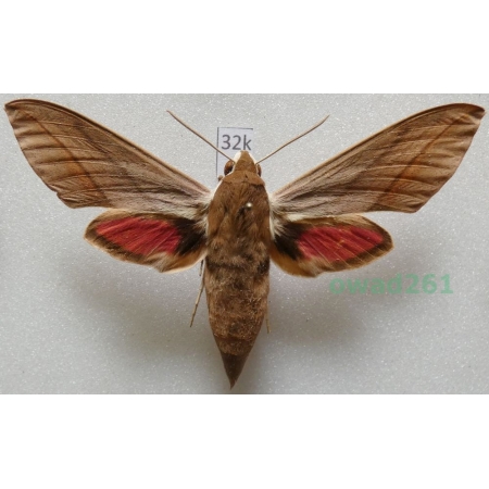 Theretra alecto (Linnaeus, 1758) ex. ovo Greece, Rhodes32k
